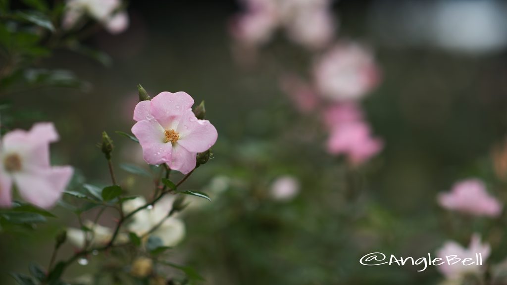 春の海 Flower Photo1