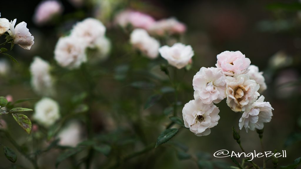 春の雪 (バラ) Flower Photo1