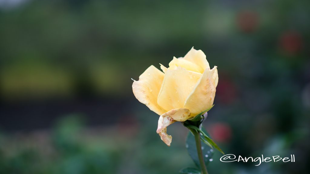 プリンセス フクヤマ (バラ) Flower Photo1