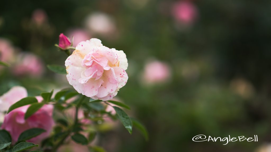 スプリング パル (バラ) Flower Photo1