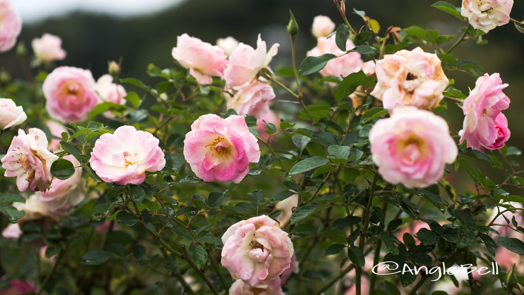 春の舞 (バラ) Flower Photo1