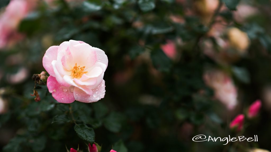 桜霞 (バラ) Flower Photo1