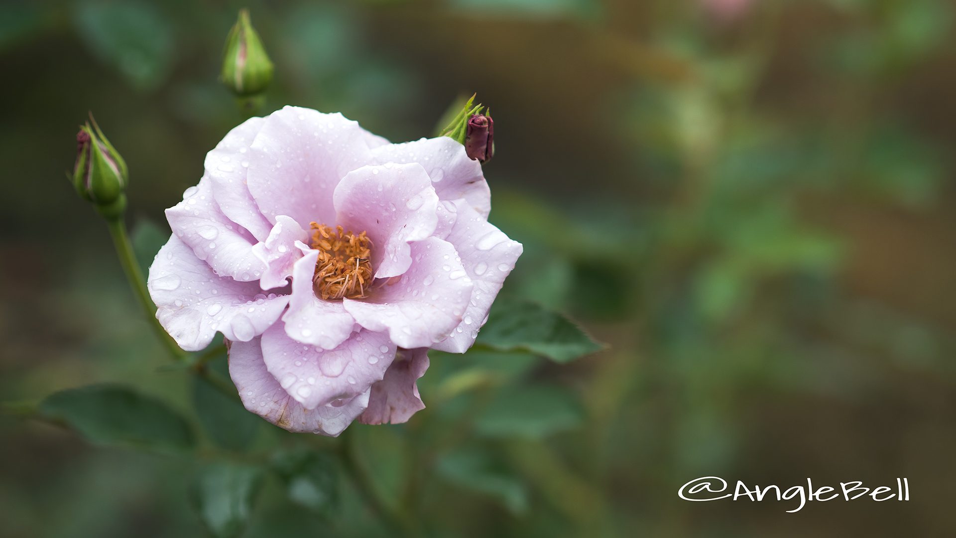 紫の園 (バラ)