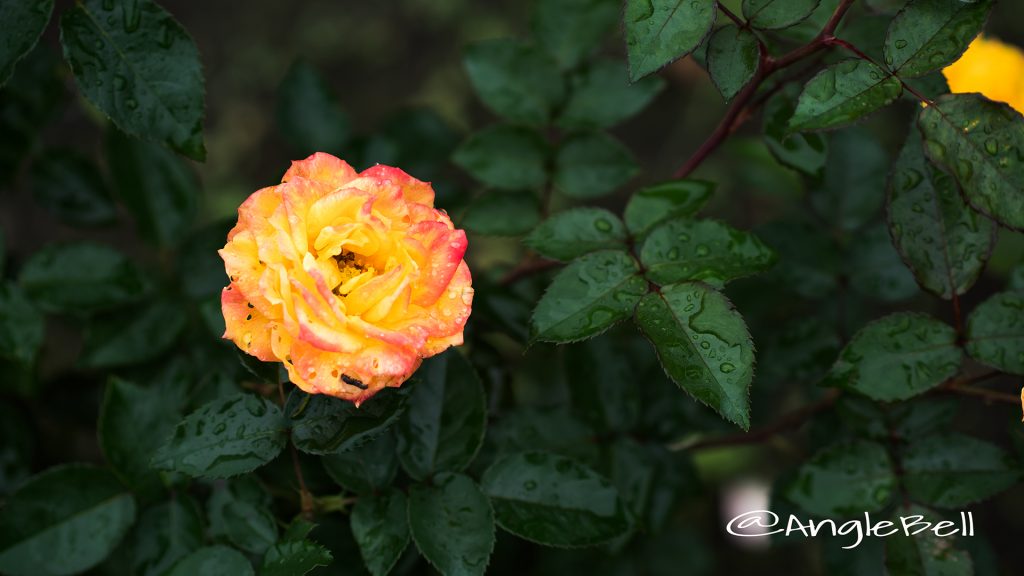 絵日傘 (バラ) Flower Photo1