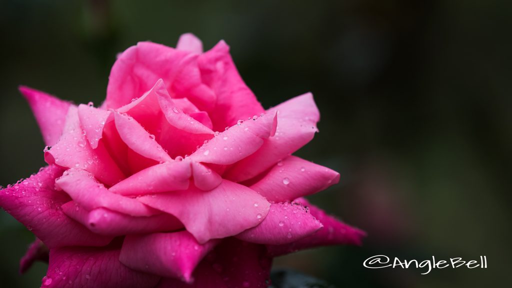 パリーザァ シャルム (バラ) Flower Photo1