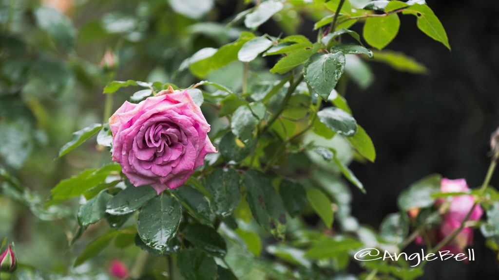 ムーンドロップス (バラ) Flower Photo1