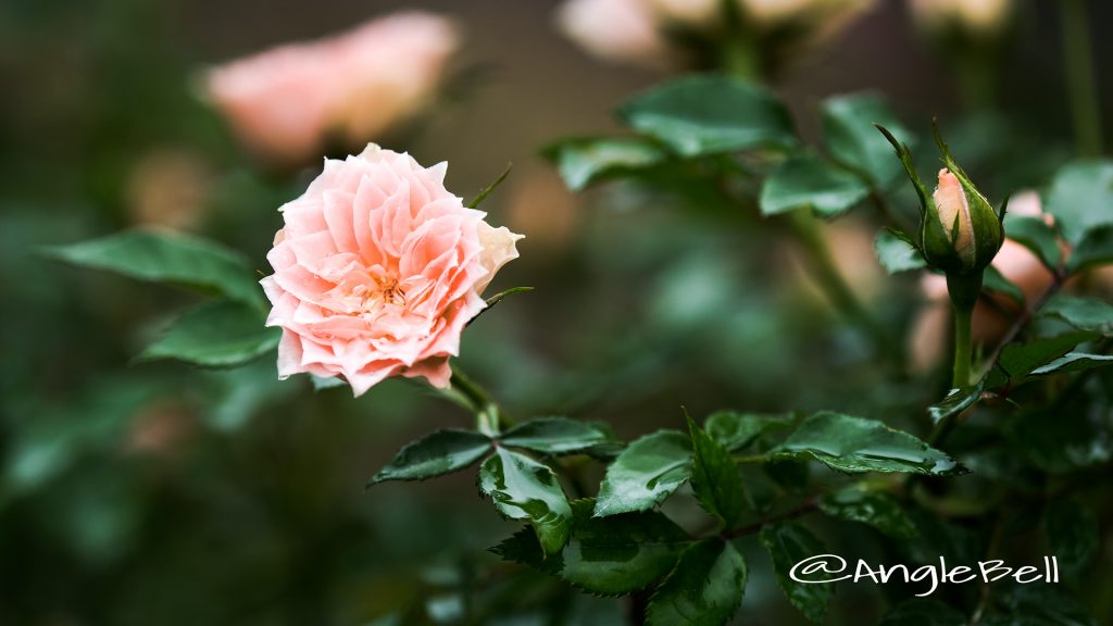 ボンボン (バラ) Flower Photo1