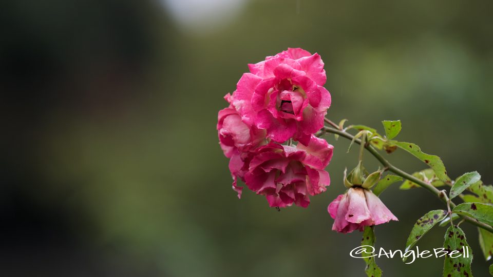 リヴィエレホフ (バラ)