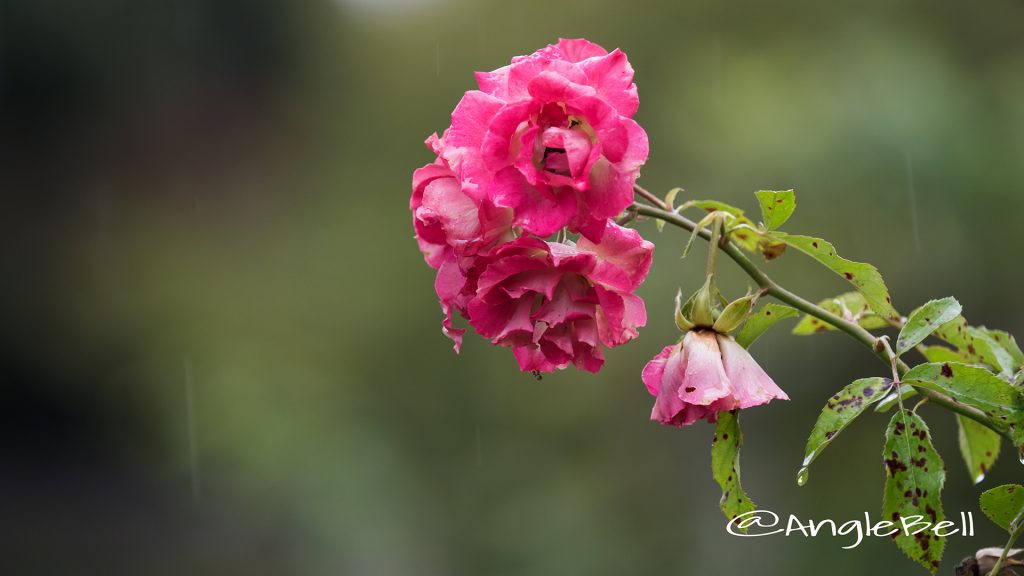 リヴィエレホフ (バラ) Flower Photo1