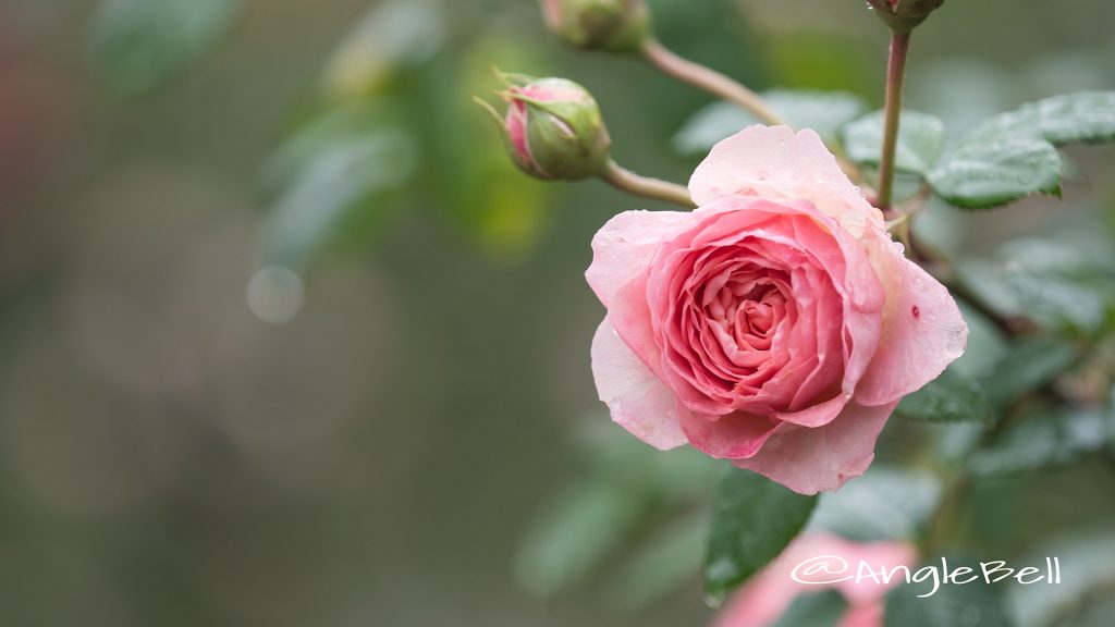 アマンディーン シャネル (バラ) Flower Photo1