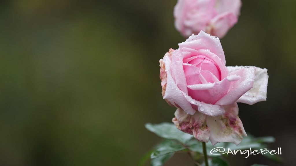 ラ フランス (バラ) Flower Photo1