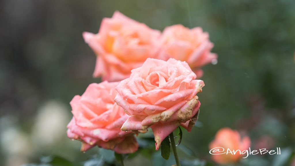 ランターン (バラ) Flower Photo1
