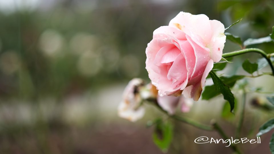 ウエスト コースト (バラ)