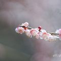 思いのまま粧 (梅) Flower Photo2020_4