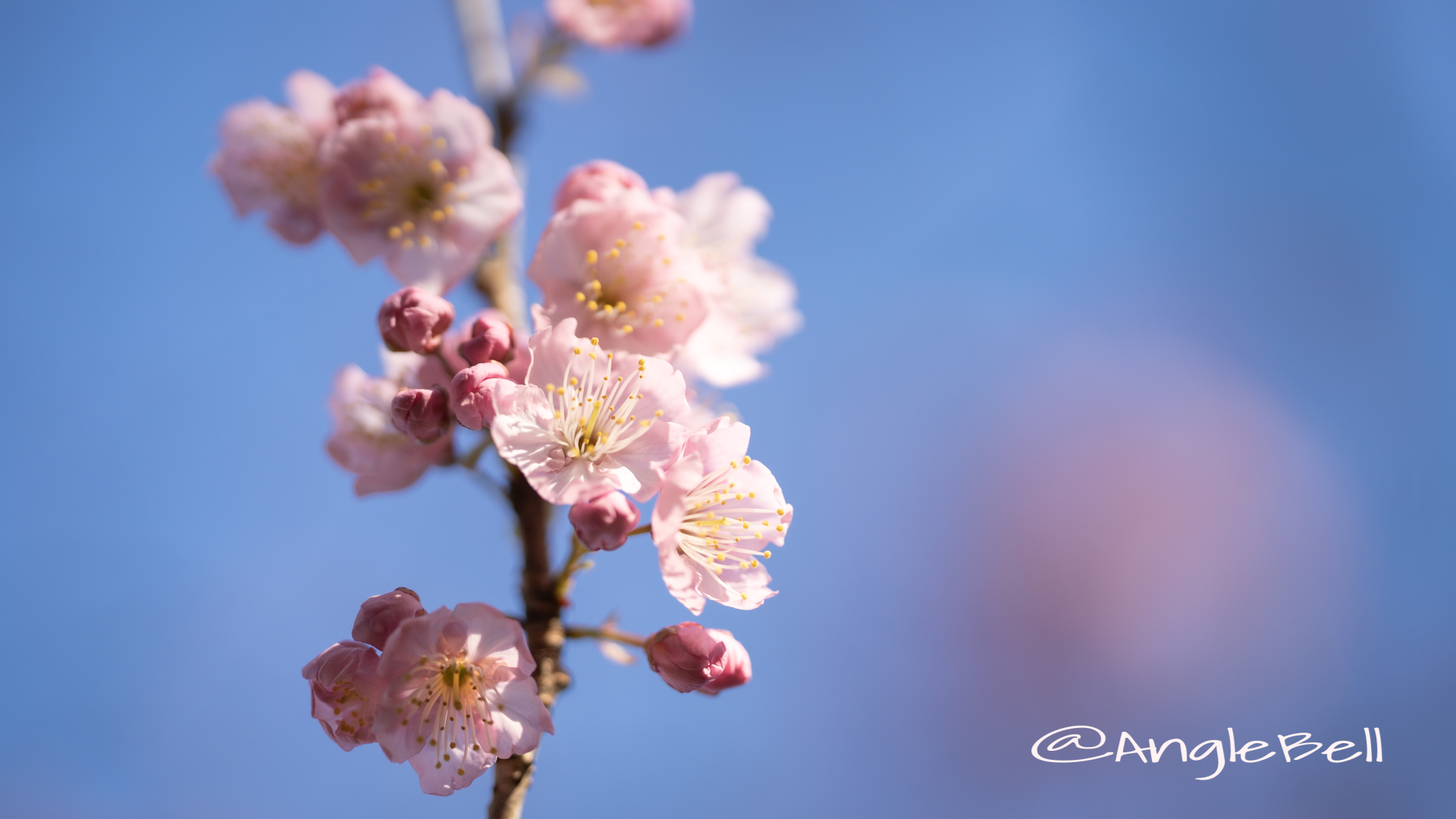 ツバキカンザクラ 椿寒桜