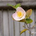 匂い椿 舞姫 (椿) Flower Photo1