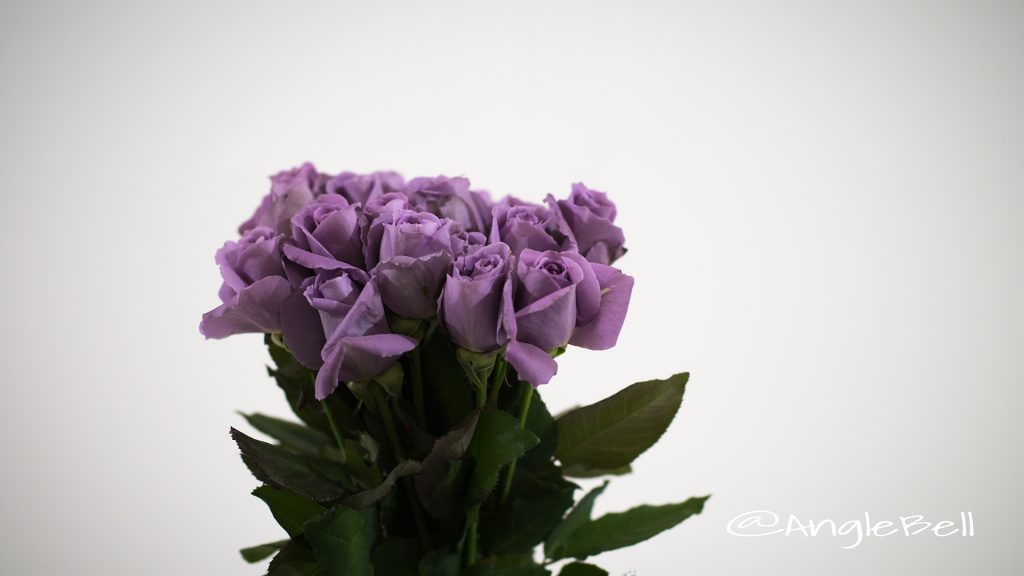 サントリーブルーローズ アプローズ Flower Photo1
