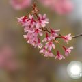カンヒザクラ 寒緋桜 Flower Photo6