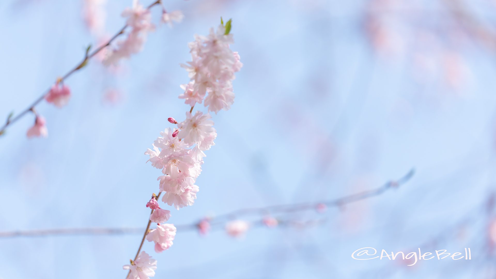 ホザキヒガンヤエザクラ 穂咲彼岸八重桜