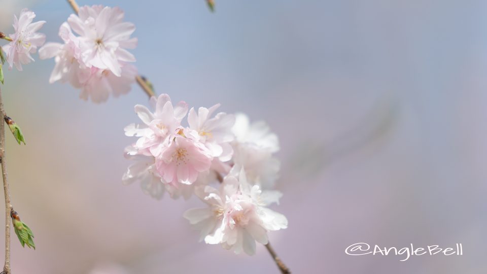 ホザキヒガンヤエザクラ 穂咲彼岸八重桜