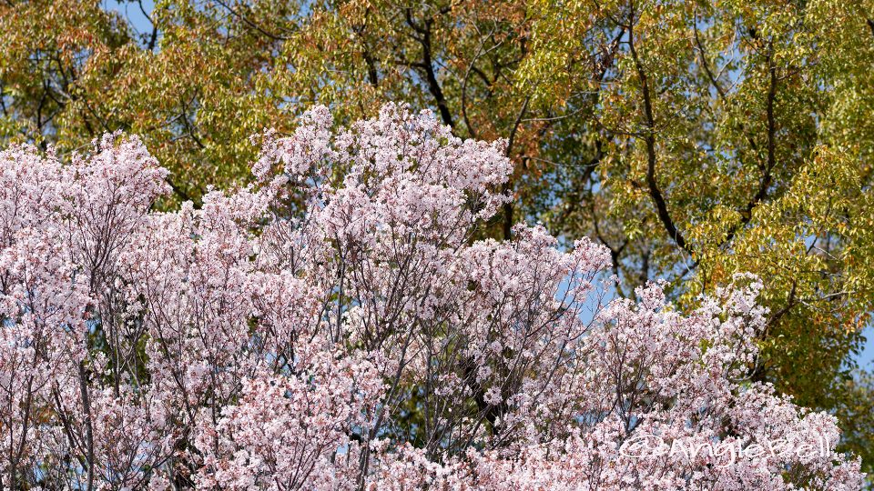 トウカイザクラ 東海桜