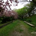 名古屋城 二之丸東庭園 八重桜