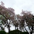 東南隅櫓 内堀の八重桜