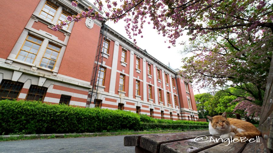 名古屋市市政資料館 東側の八重桜