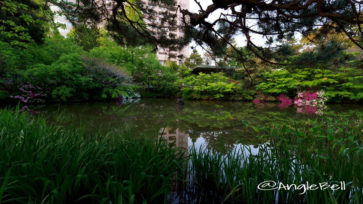 鶴舞公園 秋の池のツツジ(躑躅)