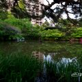 鶴舞公園 秋の池のツツジ(躑躅)