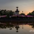 夕景 鶴舞公園 噴水塔とツツジ(躑躅)