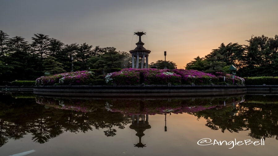 夕景 鶴舞公園 噴水塔とツツジ(躑躅)