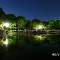 名城公園 御深井池(おふけ池)とツツジ(躑躅)