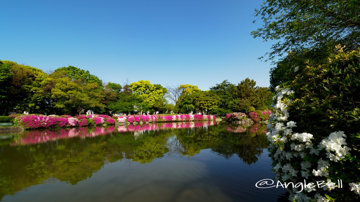 名城公園 御深井池(おふけ池)とツツジ(躑躅) 早朝