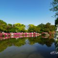 名城公園 御深井池(おふけ池)とツツジ(躑躅) 早朝