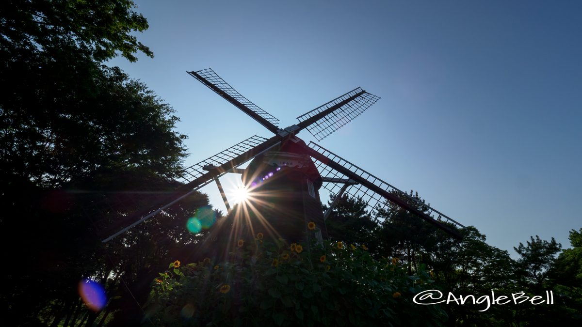 夕景 名城公園 ひまわりと風車2017