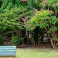 名城公園北園 ベンチと百日紅(サルスベリ)