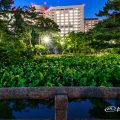 夜景 鶴舞公園 鈴菜橋から見る胡蝶ケ池と蓮