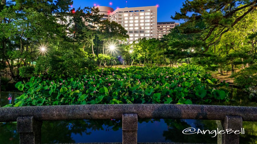 夜景 鶴舞公園 鈴菜橋から見る胡蝶ケ池と蓮