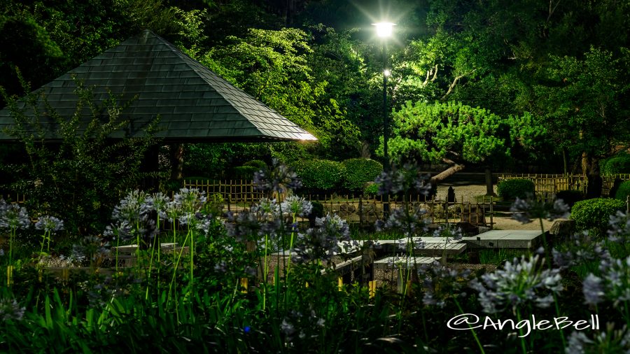 夜景 鶴舞公園 菖蒲池