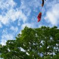 鯉のぼりと空 白鳥庭園