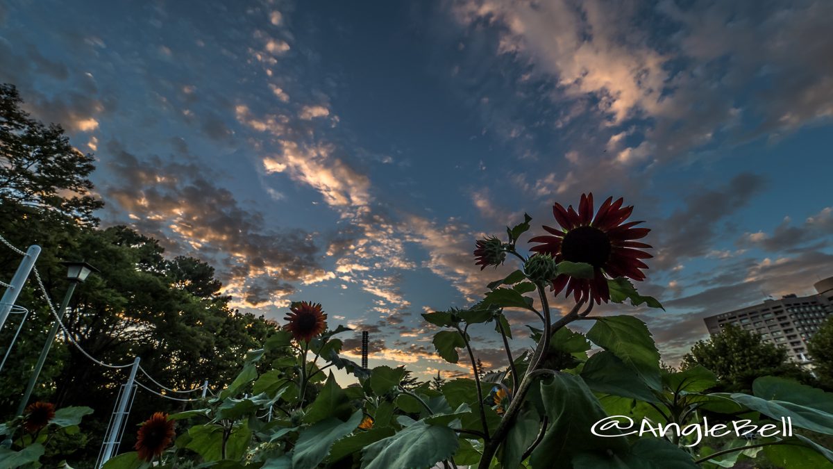 夕景 鶴舞公園 ヒマワリ(クラレット)