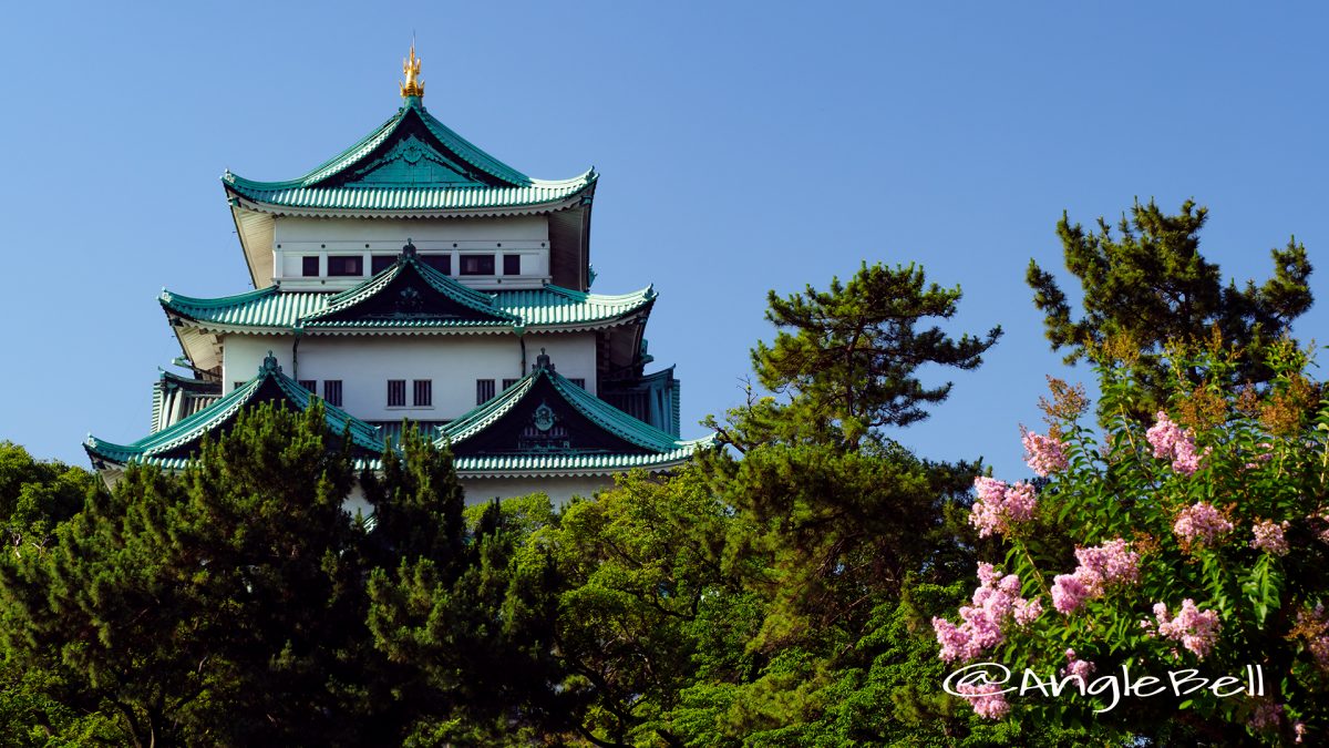 外堀沿いから見る名古屋城と百日紅(サルスベリ)