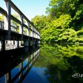 徳川園 西湖堤東側の湖面とカキツバタ