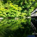 徳川園 西湖堤東側の湖面