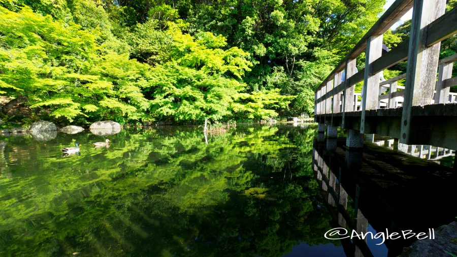 徳川園 西湖堤東側の湖面