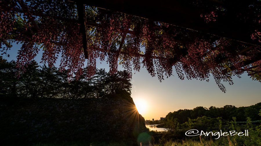 名古屋城 外堀 大津通沿いから見る藤の回廊と夕景