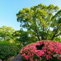 鶴舞公園 サツキと月