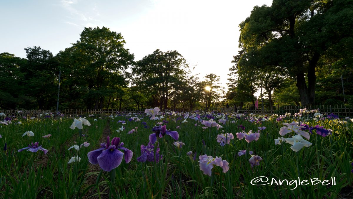 夕景 鶴舞公園 菖蒲池のハナショウブ