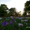 夕景 鶴舞公園 菖蒲池のハナショウブ